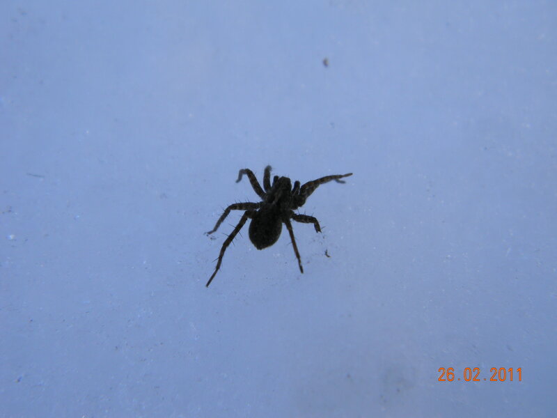 Dark Spider on Blue Surface