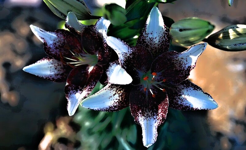 Dark Spotted Lilies