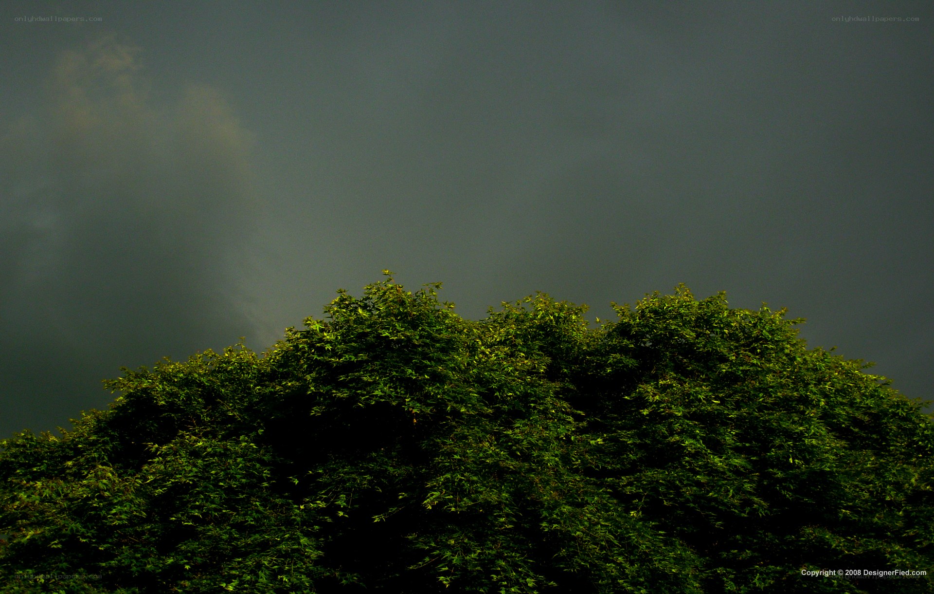 Dark storm clouds over trees