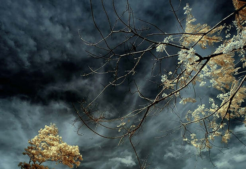 Dark storm clouds with tree branches