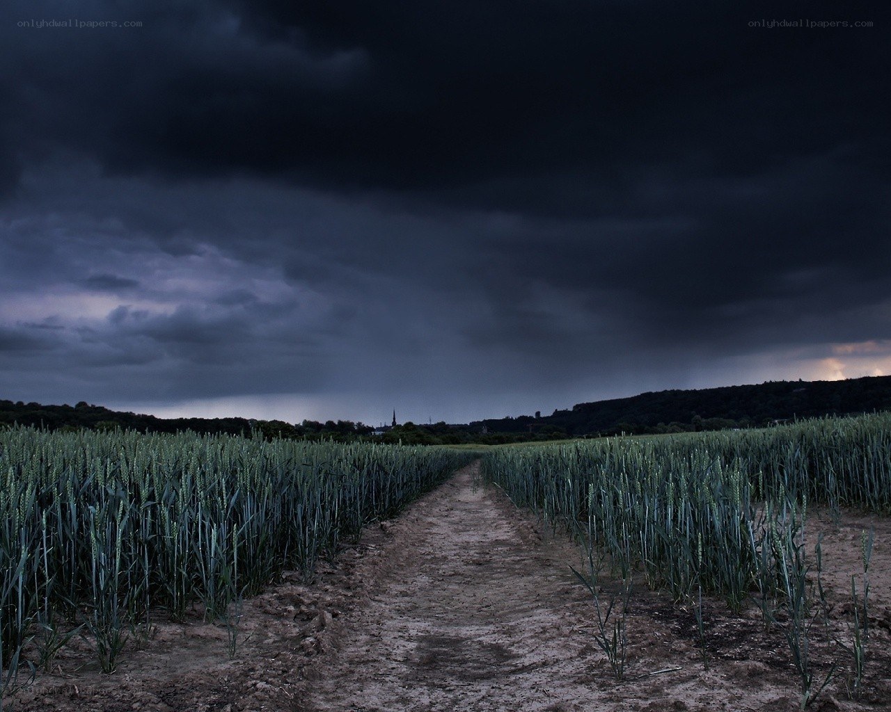 Dark storm over wheat field