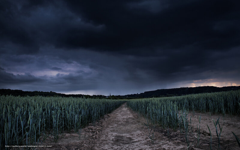 Dark storm over wheat field