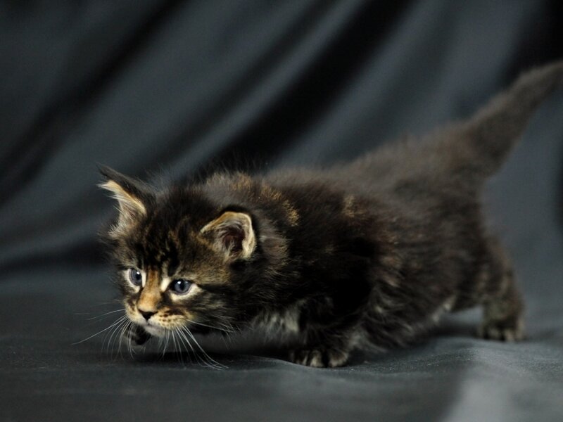 Dark Tabby Kitten