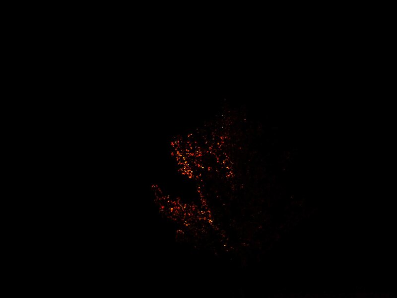 dark tree with glowing lights