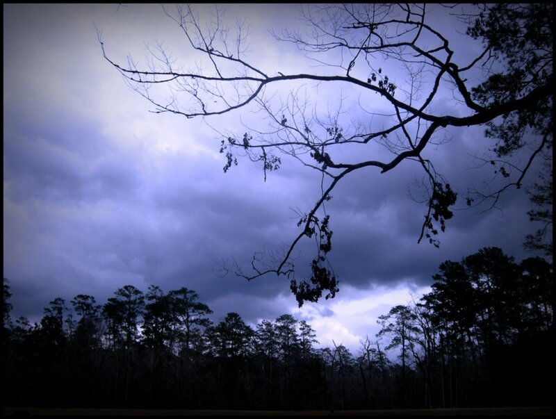 Dark trees against stormy sky