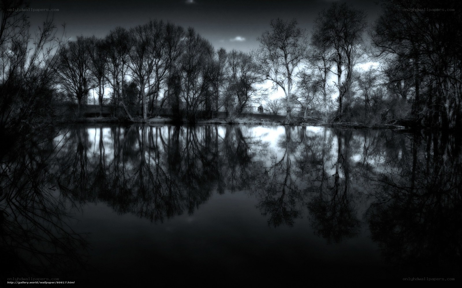 Dark trees reflected in water