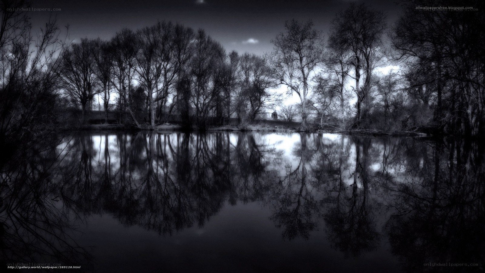 Dark Trees Reflection