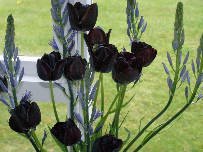 dark tulips and blue flowers