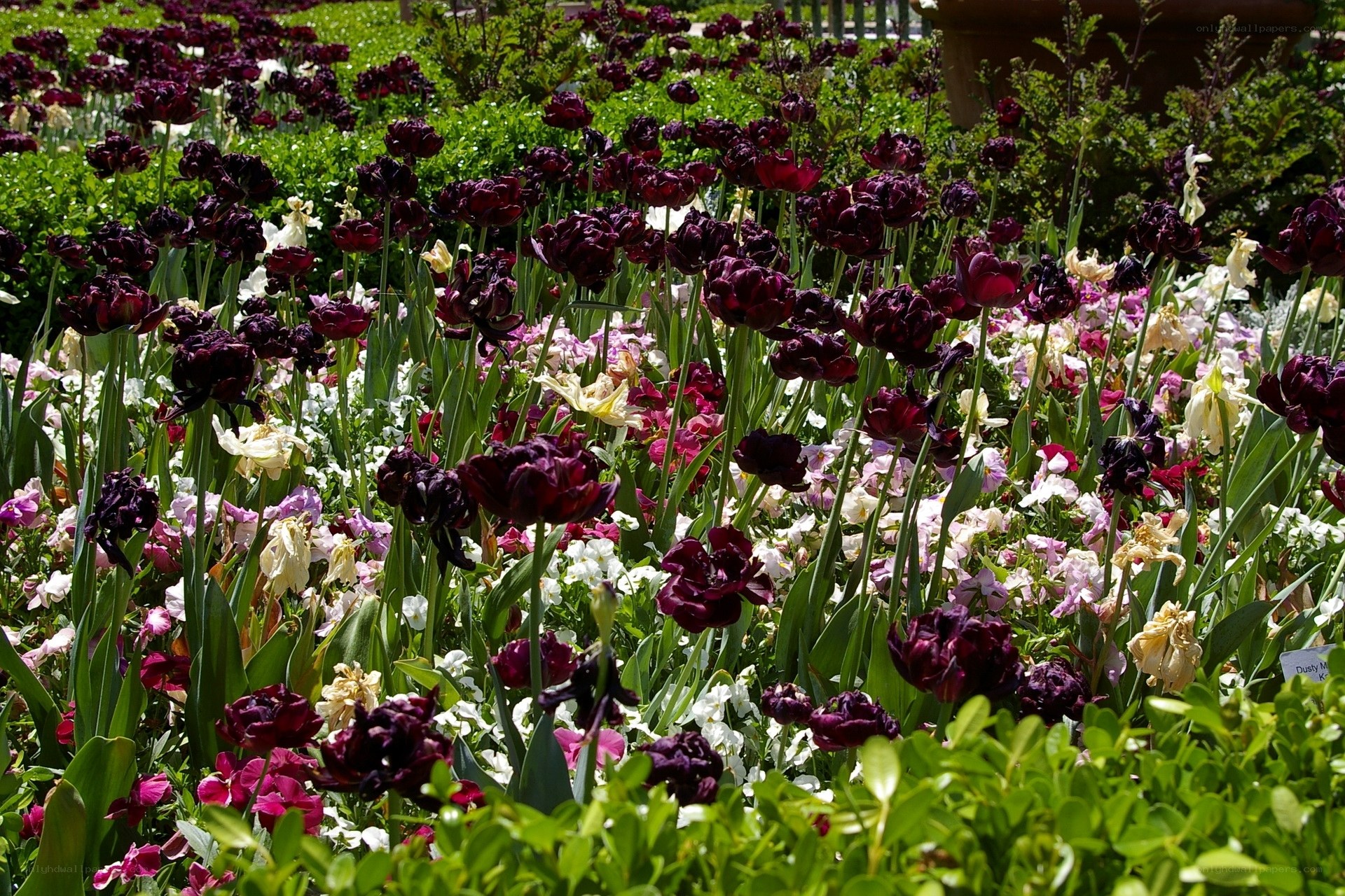 Dark tulips in a flower garden