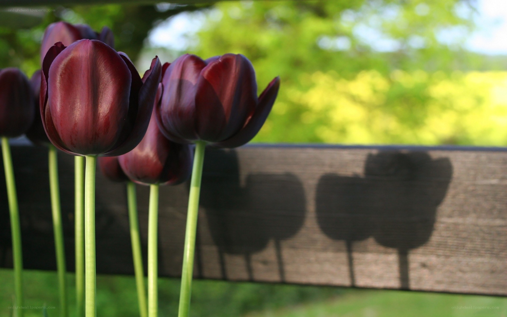 Dark tulips in sunlight