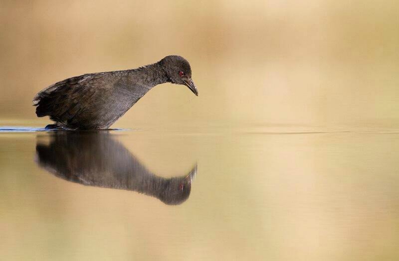 Dark Water Bird