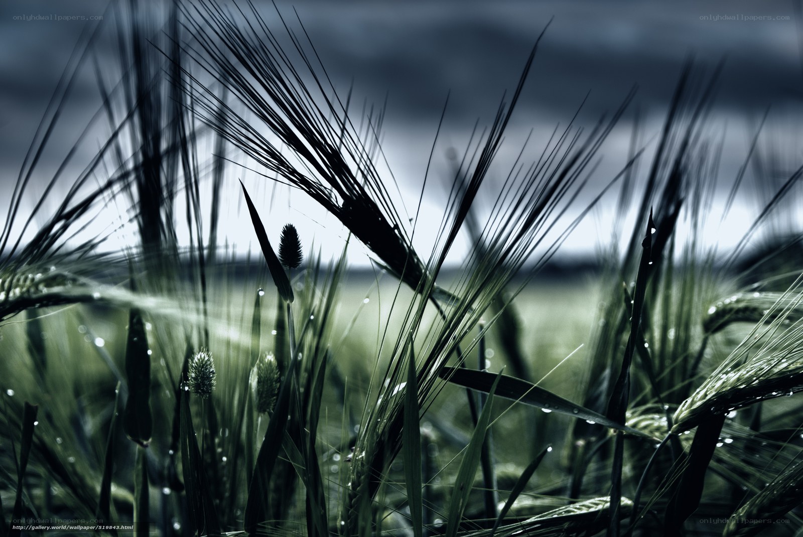 Dark wheat field at dawn