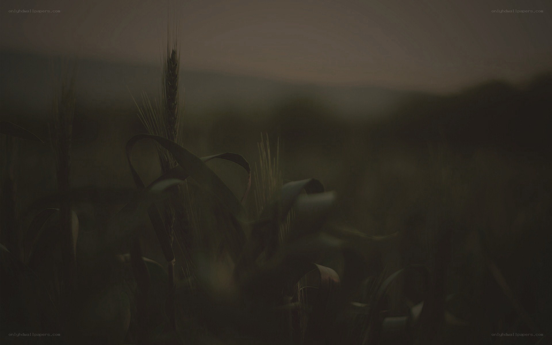 Dark wheat field at dusk
