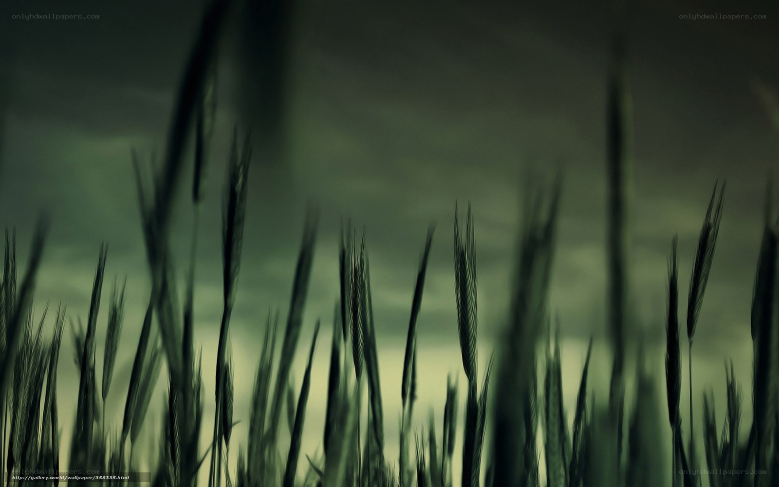 Dark wheat field at dusk