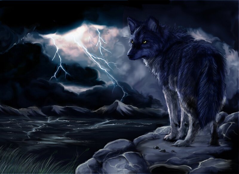 Dark Wolf on Rocks