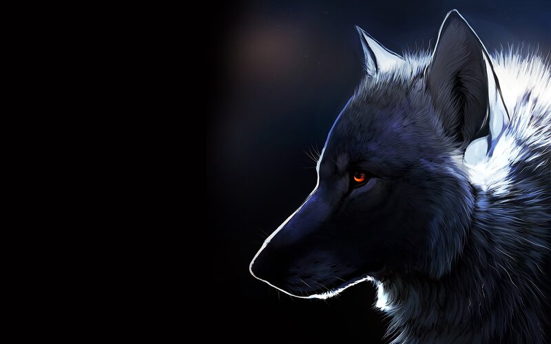dark wolf portrait