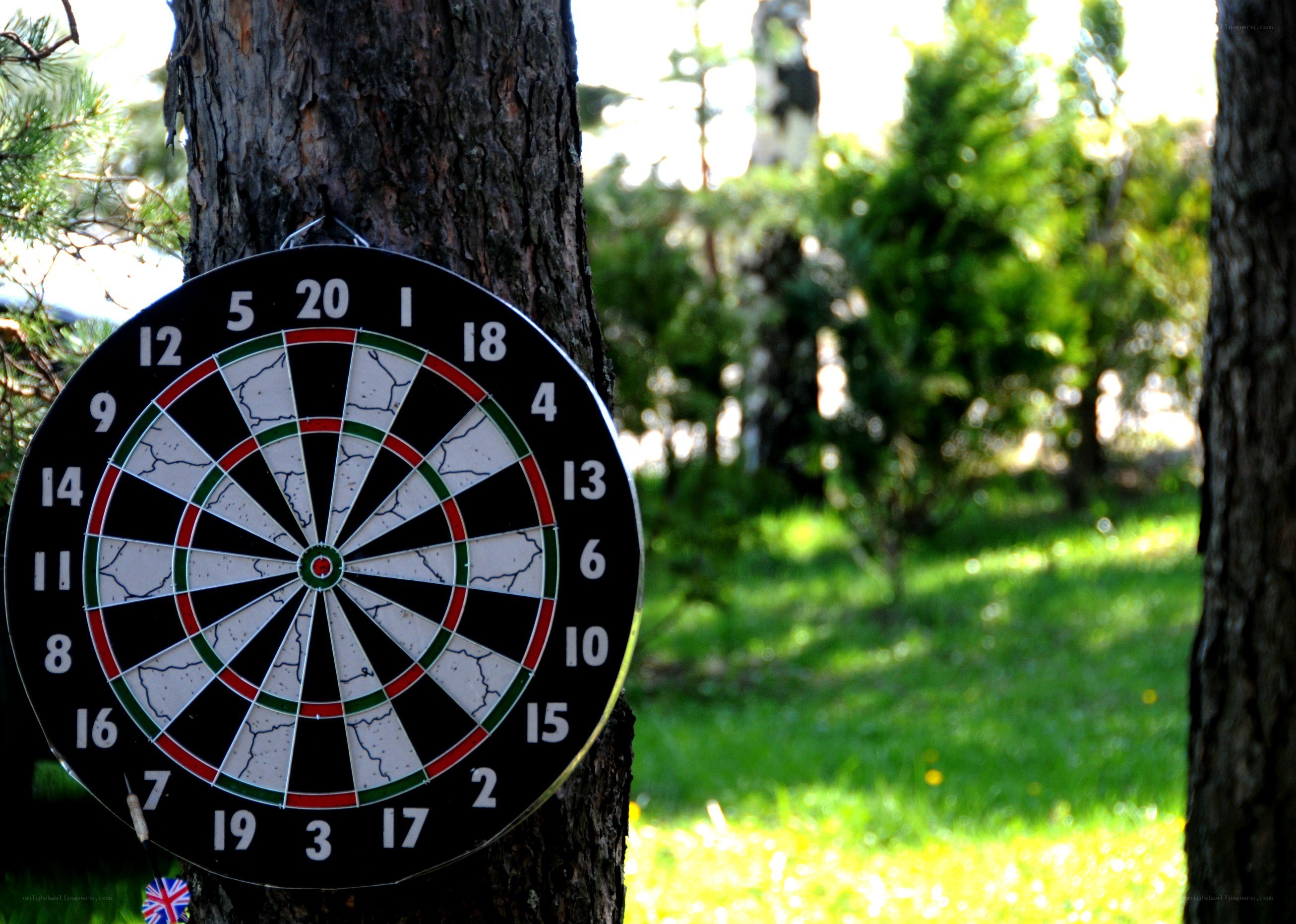 Dartboard in a forest
