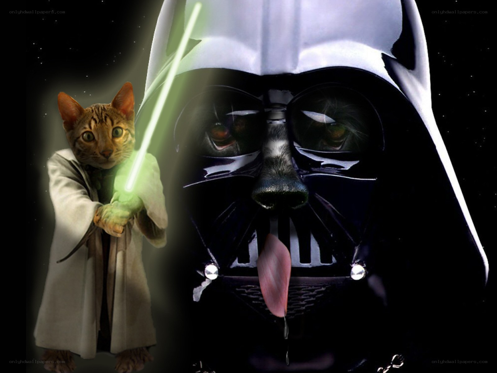 Darth Vader and cat jedi