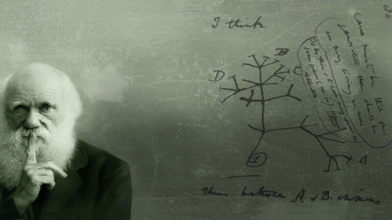 Darwin and his evolution tree