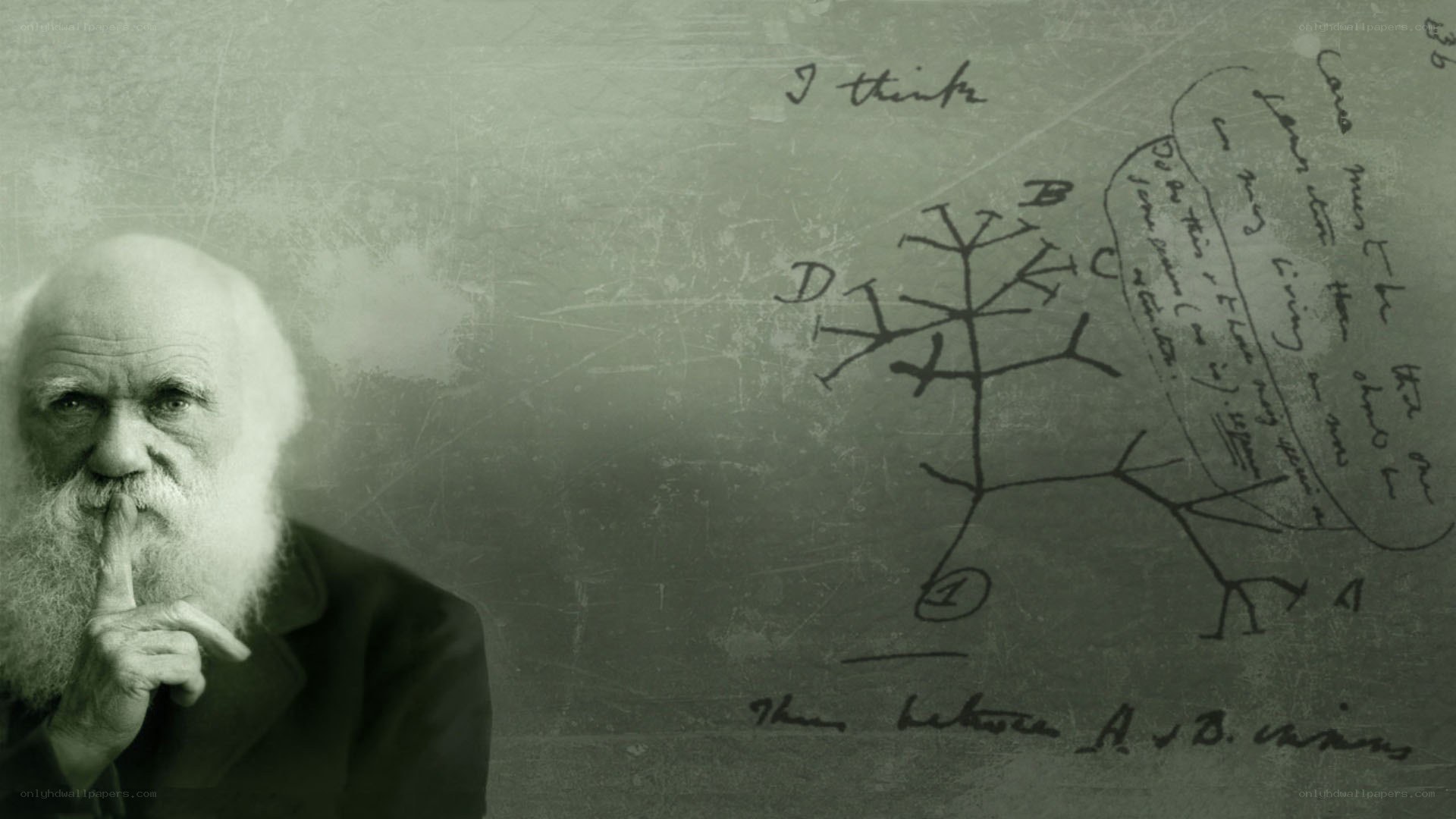 Darwin and his evolution tree
