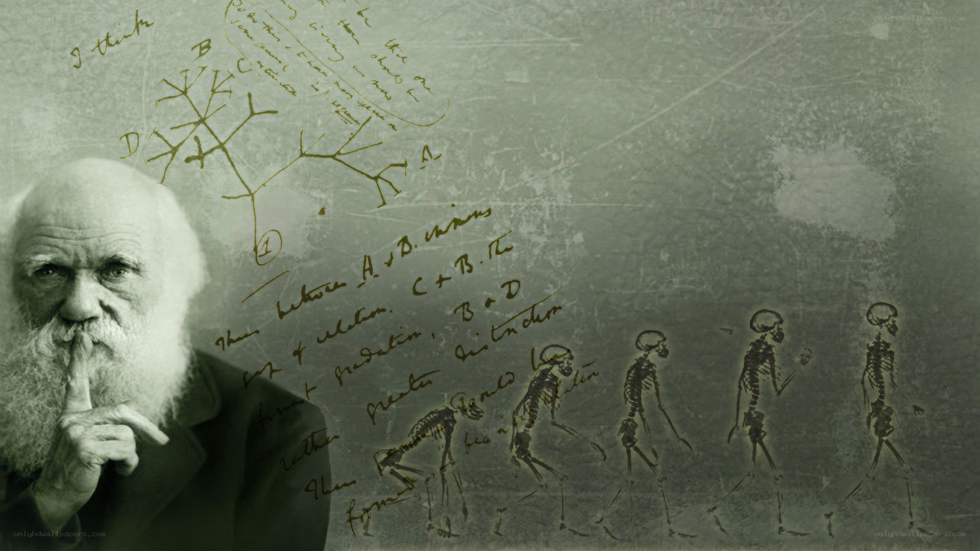 Darwin and human evolution