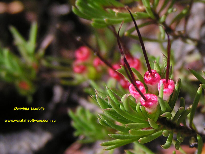 Darwinia Taxifolia Flower