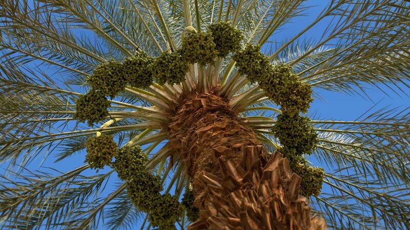 Date Palm Tree Top