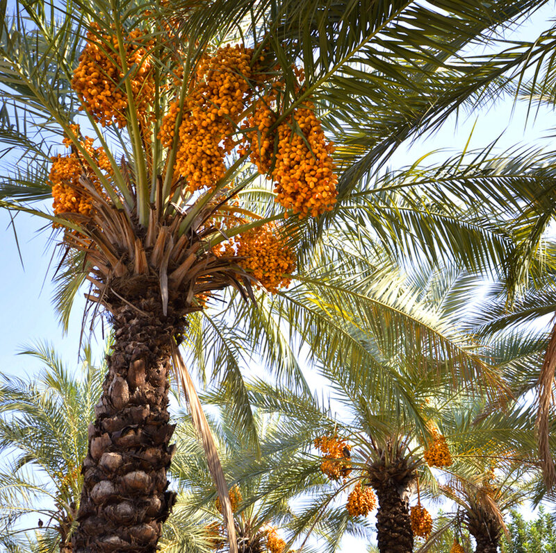 Date Palm Tree with Fruit — Green