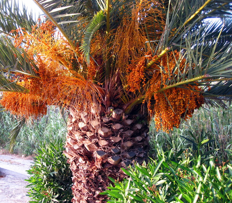 Date Palm Tree with Fruit — Orange
