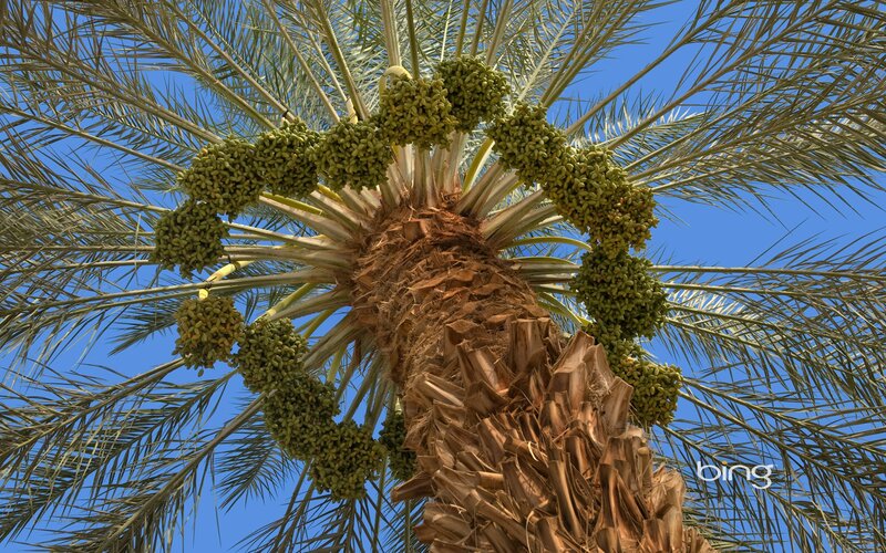 Date palm tree with fruit
