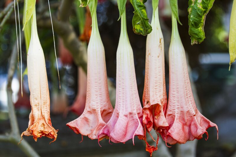 Datura Flowers Hanging — Pink