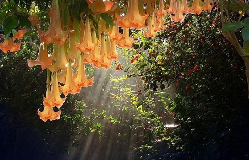 Datura Flowers Hanging