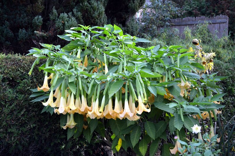 Datura Plant with Flowers