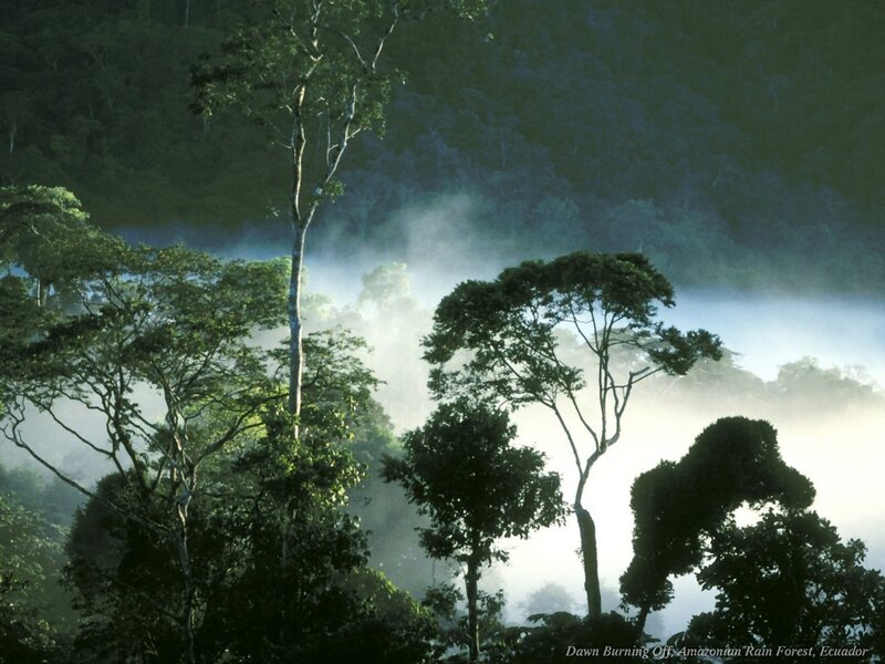 Dawn in Amazon Rainforest
