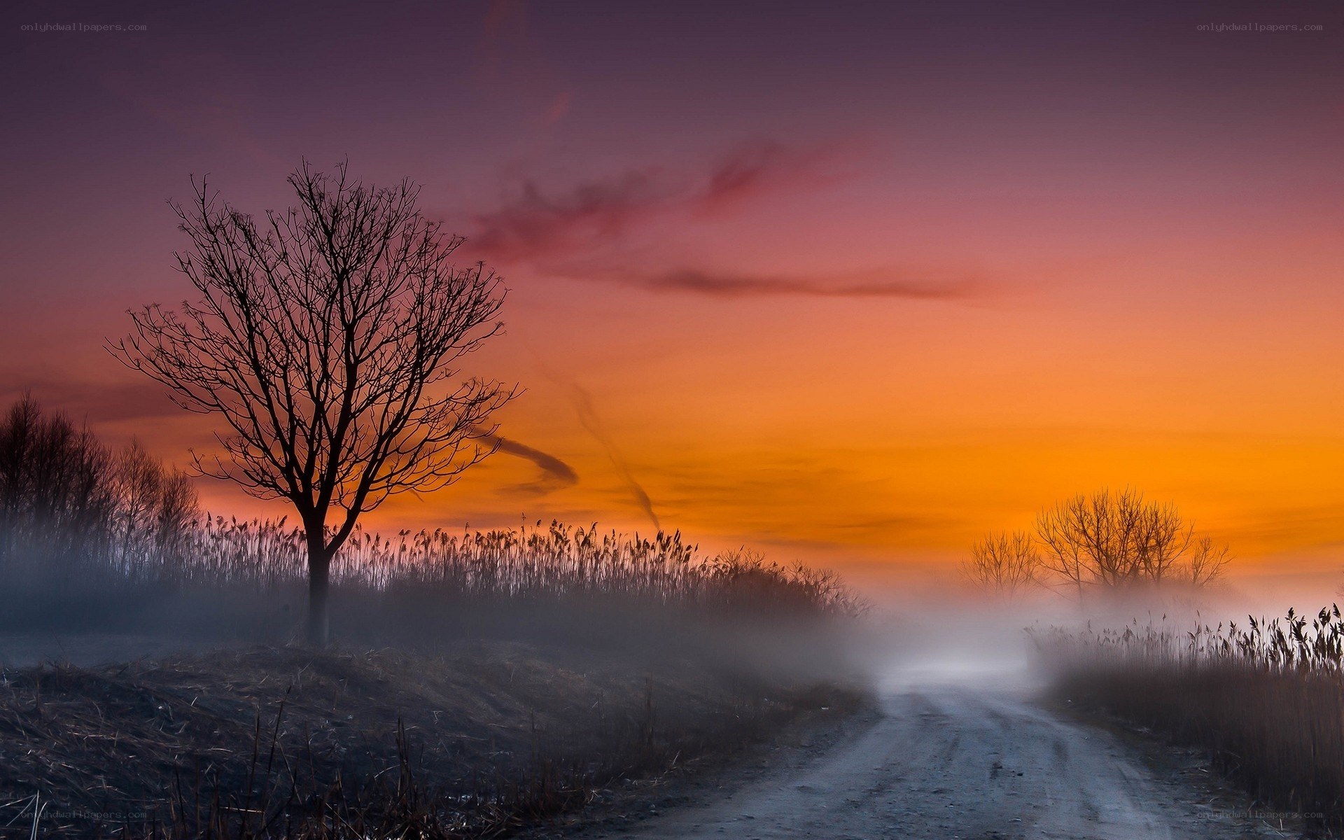 Dawn mist over a quiet road