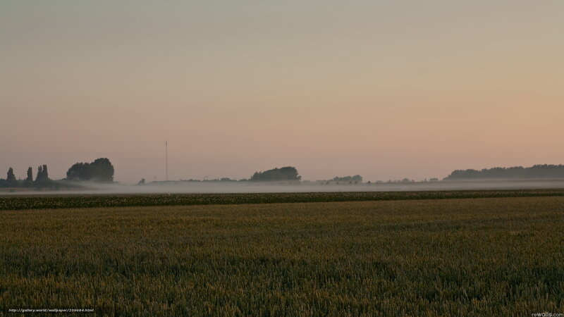 Dawn over a misty field