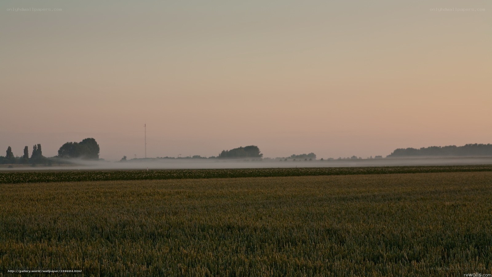 Dawn over a misty field
