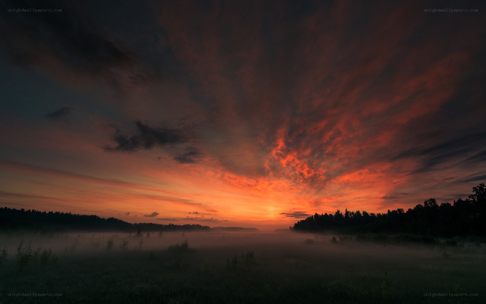 Dawn over misty forest