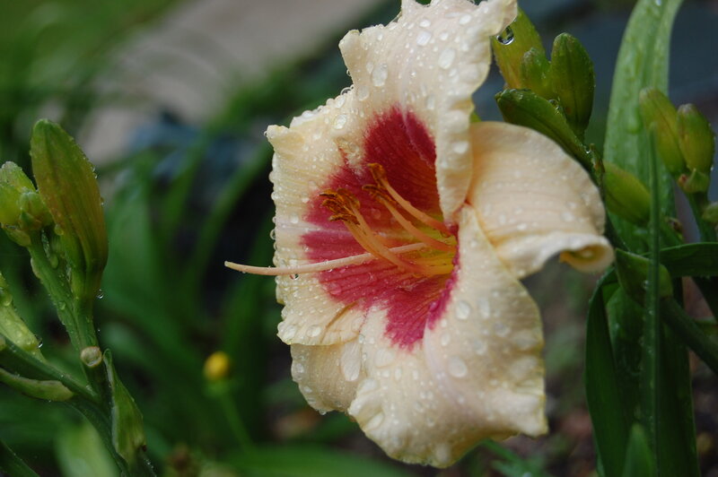 Daylily Flower with Dew