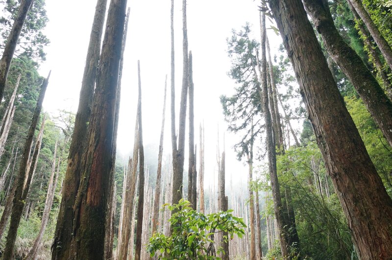 Dead and Living Trees