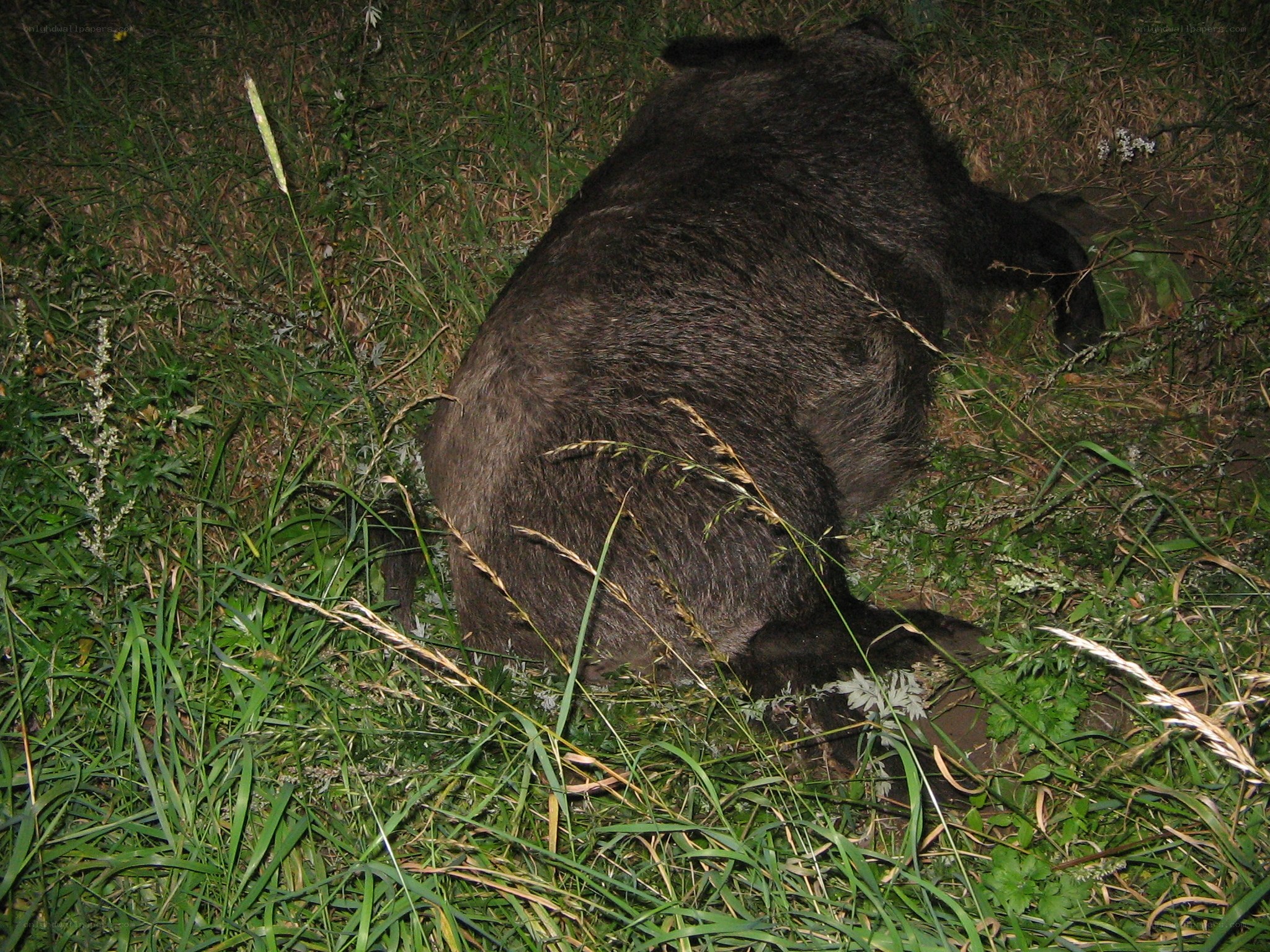 Dead animal in grass