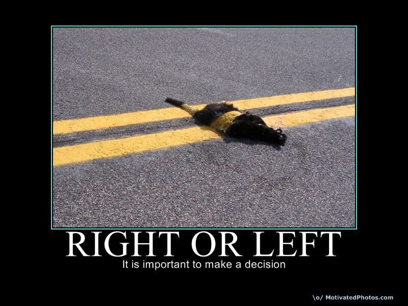 dead animal on road