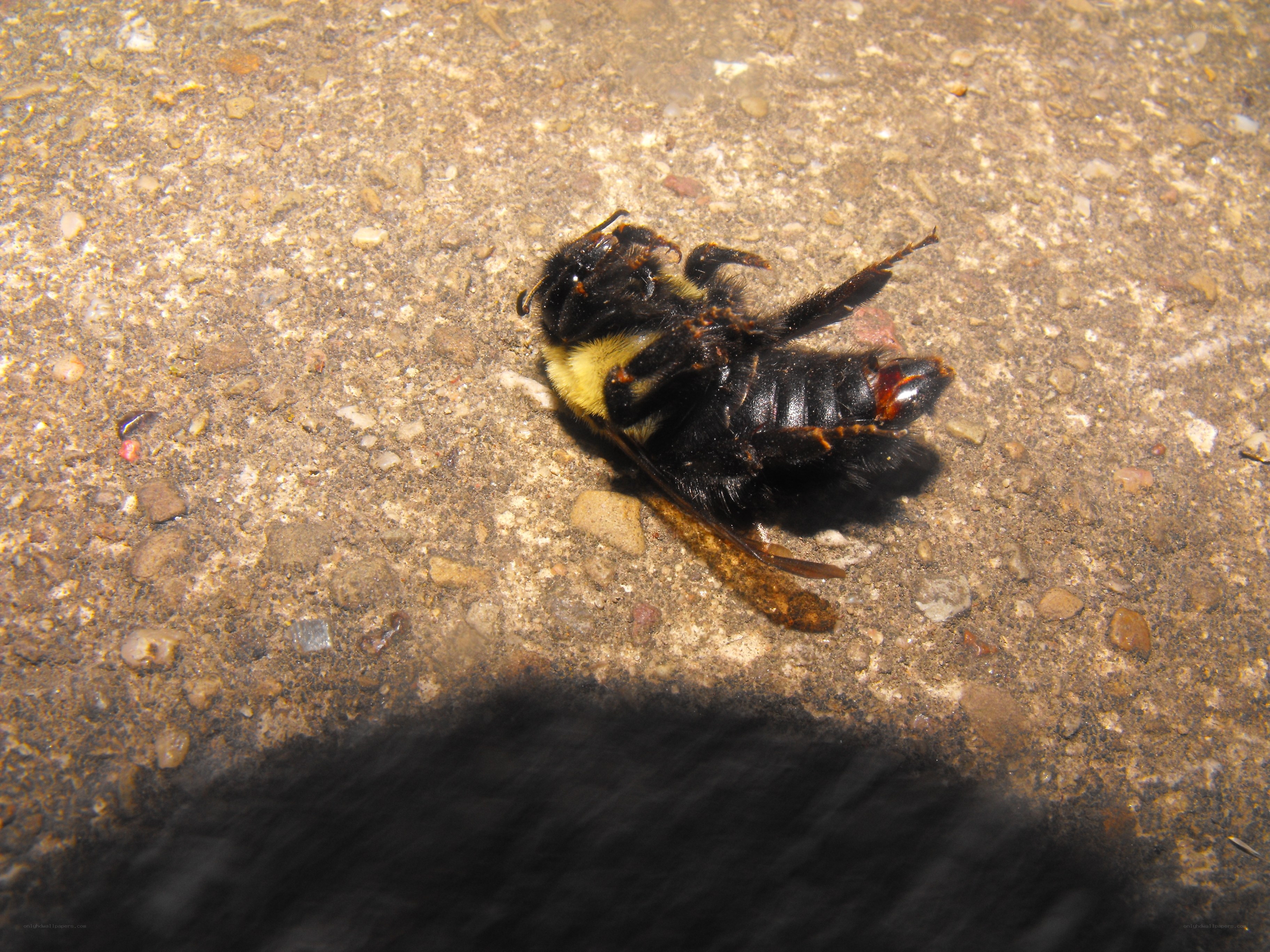 dead bee on concrete