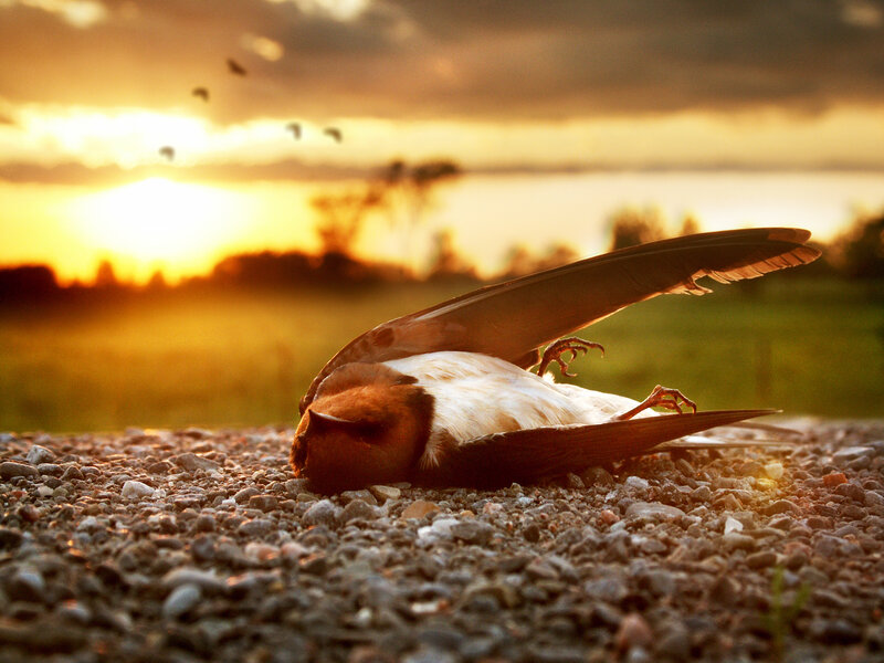 Dead bird at sunset