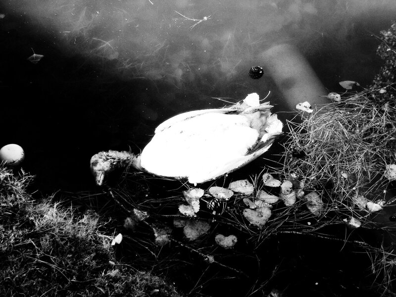 Dead Bird in Water