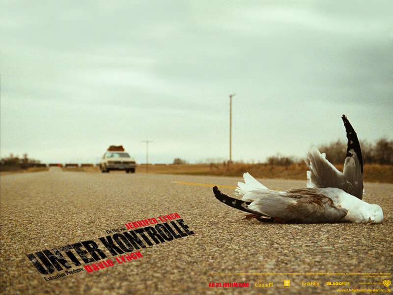 Dead bird on a road with car
