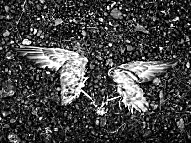 Dead Bird on Gravel — Black