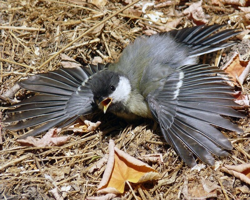 Dead Bird on Ground