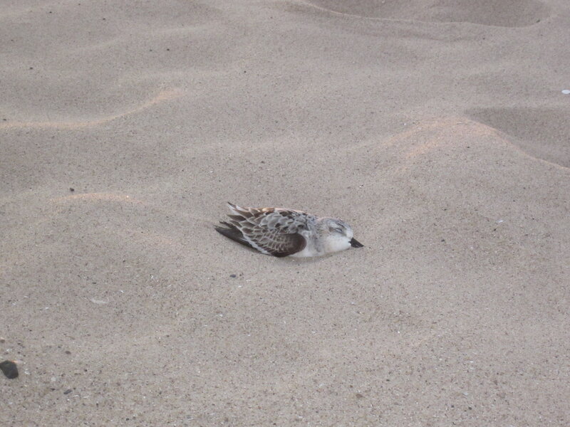 Dead Bird on Sand