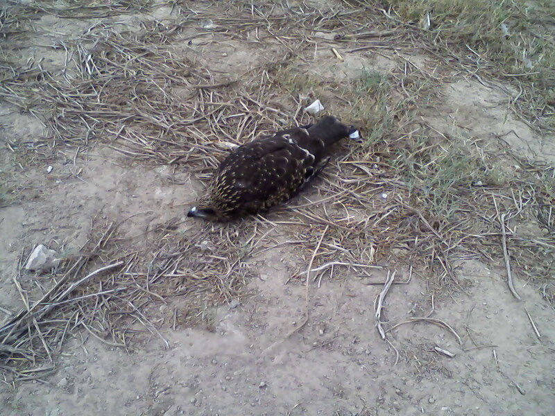 dead bird on the ground